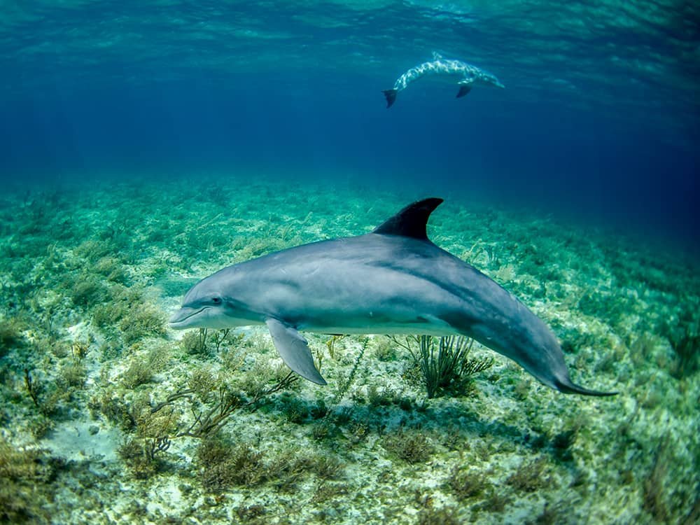 Dolphin