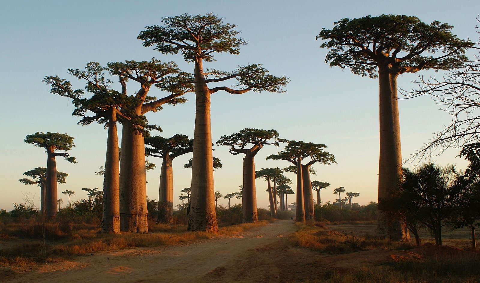 Allée des Baobabs près de Morondava au coucher du soleil