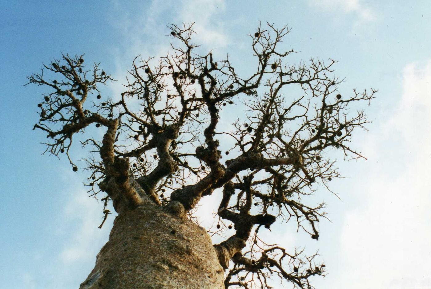 Un baobab dans la forêt d’épineux près d’Ifaty
