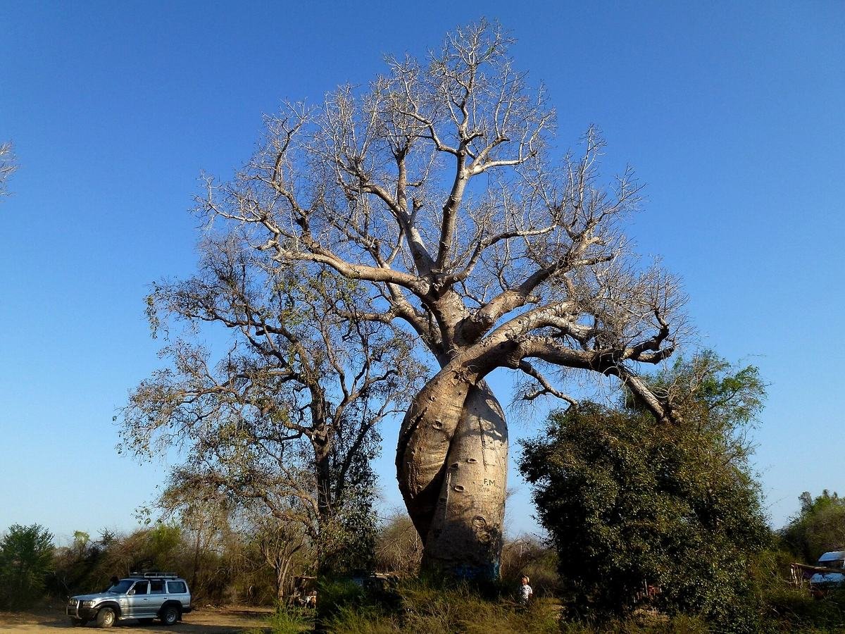 Les baobabs amoureux enlacés près de Morondava