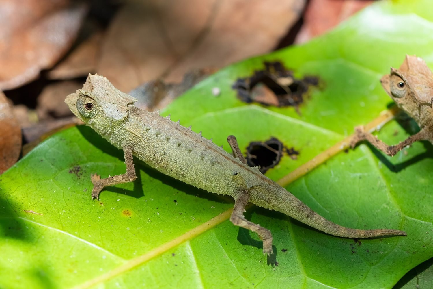 Un Brookesia, minuscule caméléon de Lokobe