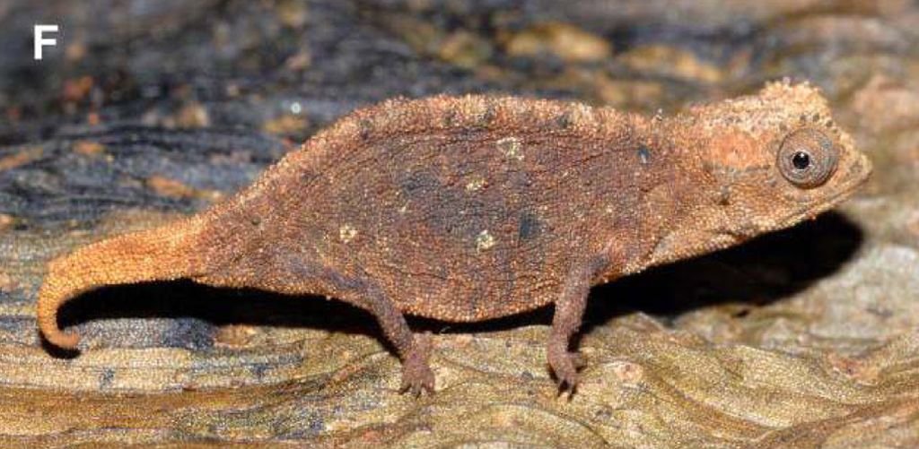 Un Brookesia, minuscule caméléon