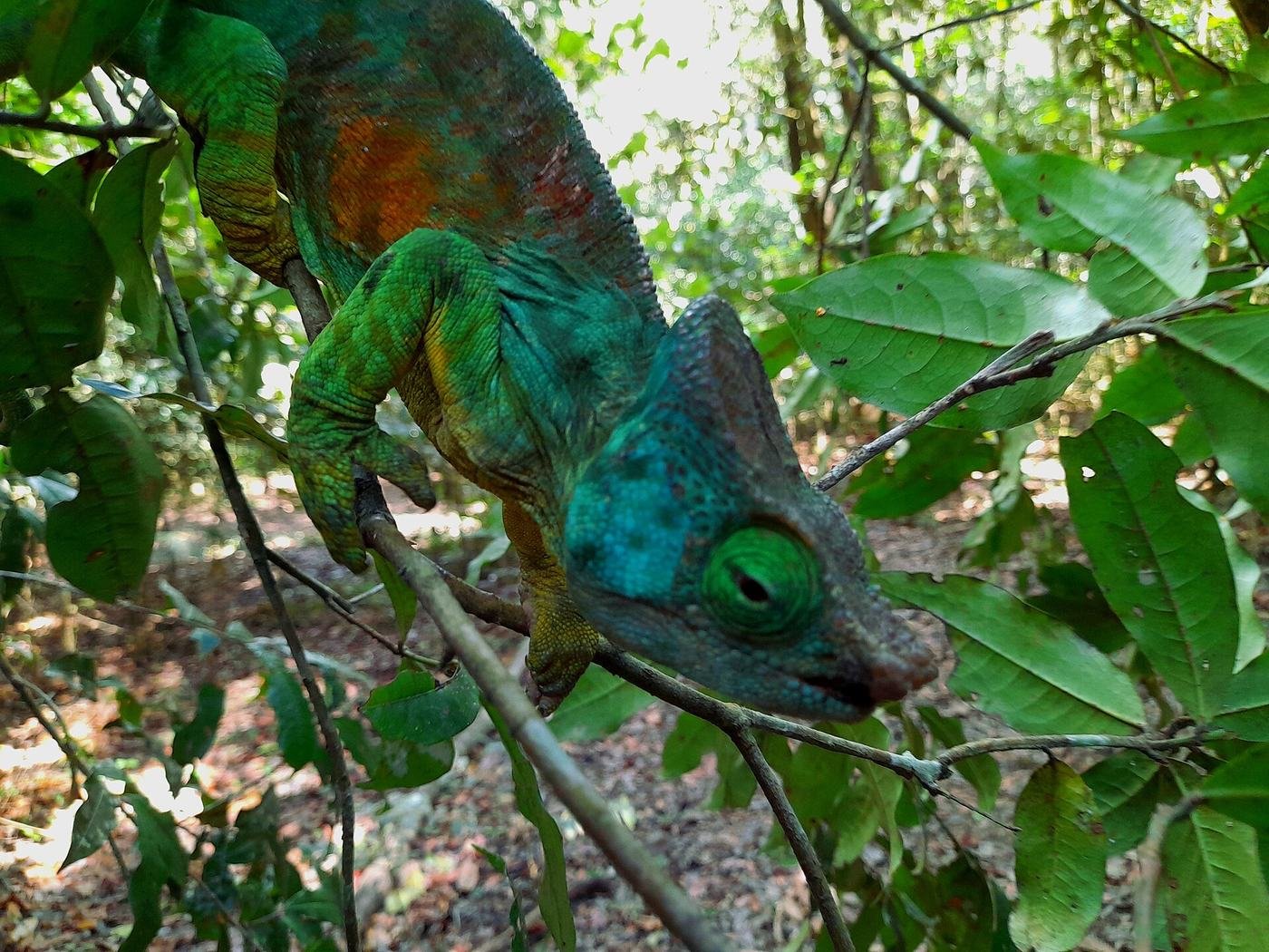 Caméléon de Parson dans la forêt d’Andasibe