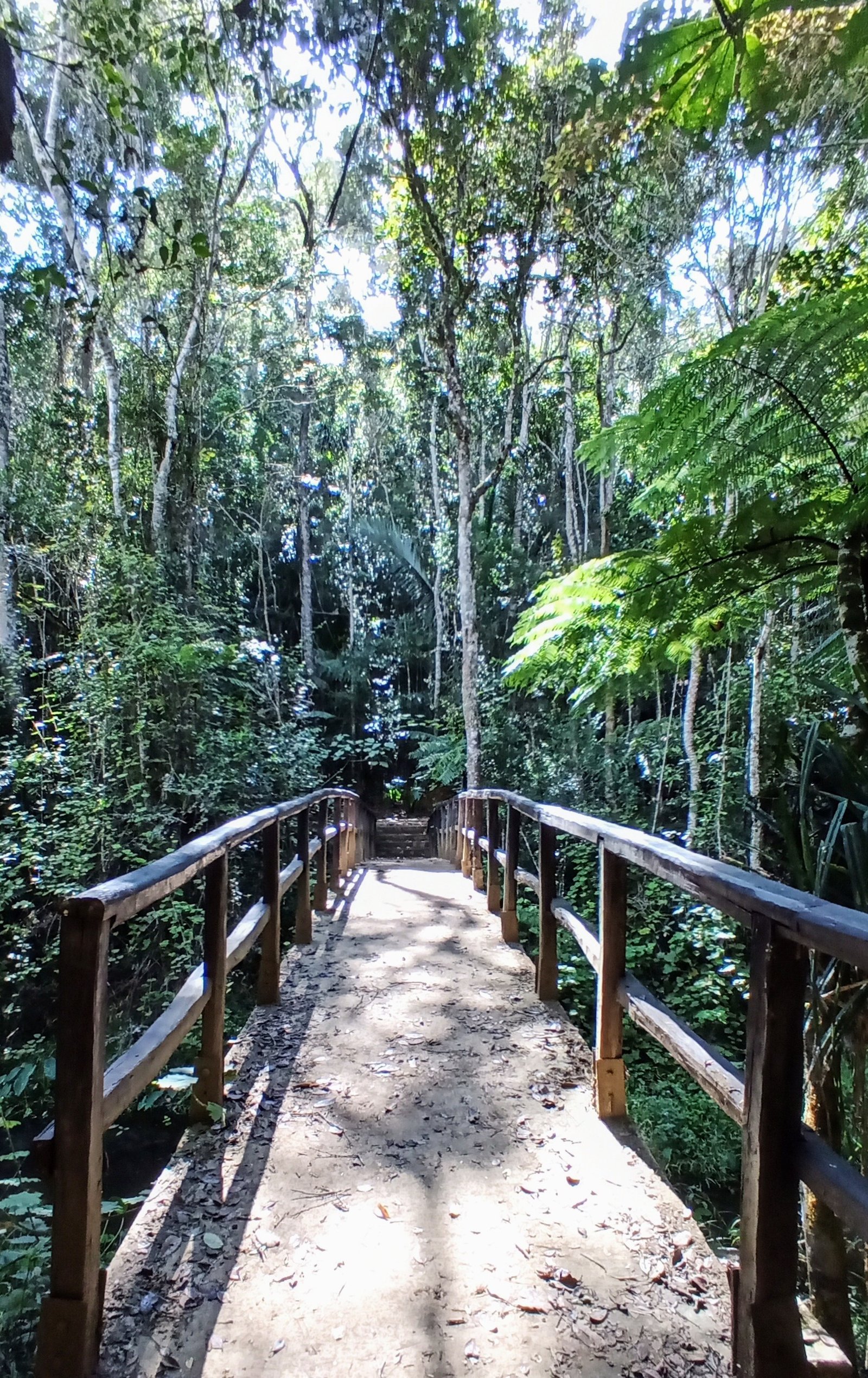 Passerelle dans la forêt tropicale d’Analamazaotra à Andasibe