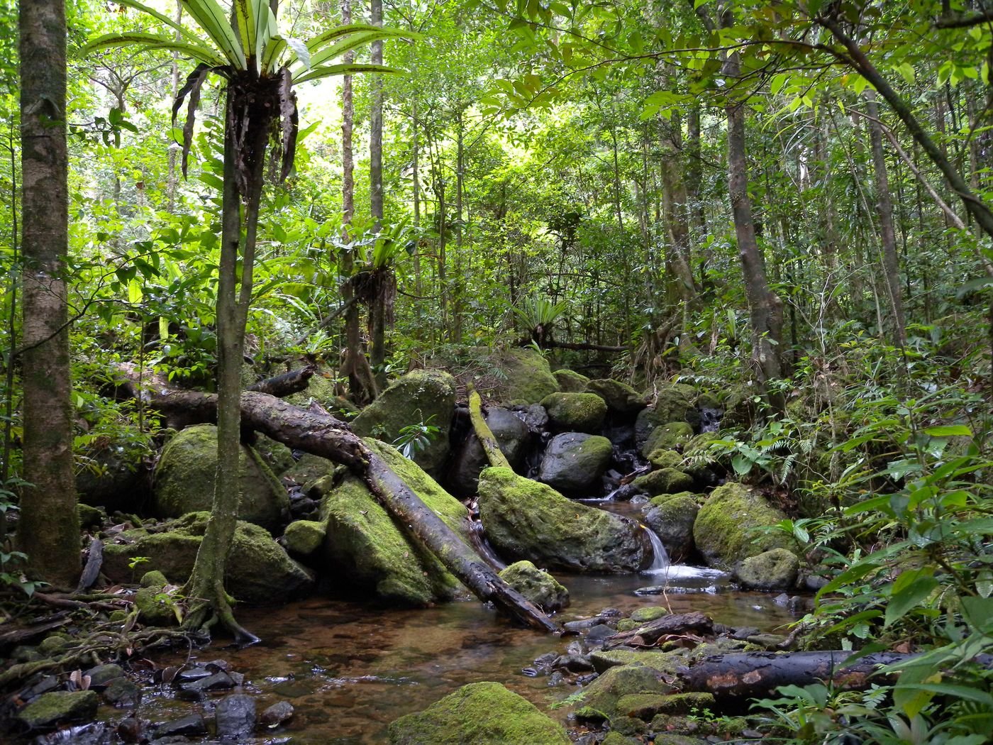 La forêt pluviale de Masoala