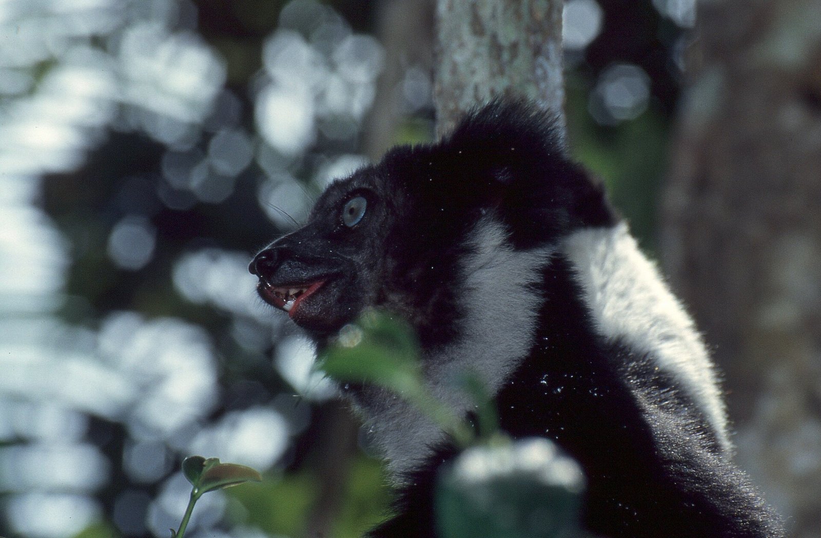 Un indri, le plus grand lémurien de Madagascar, à Andasibe