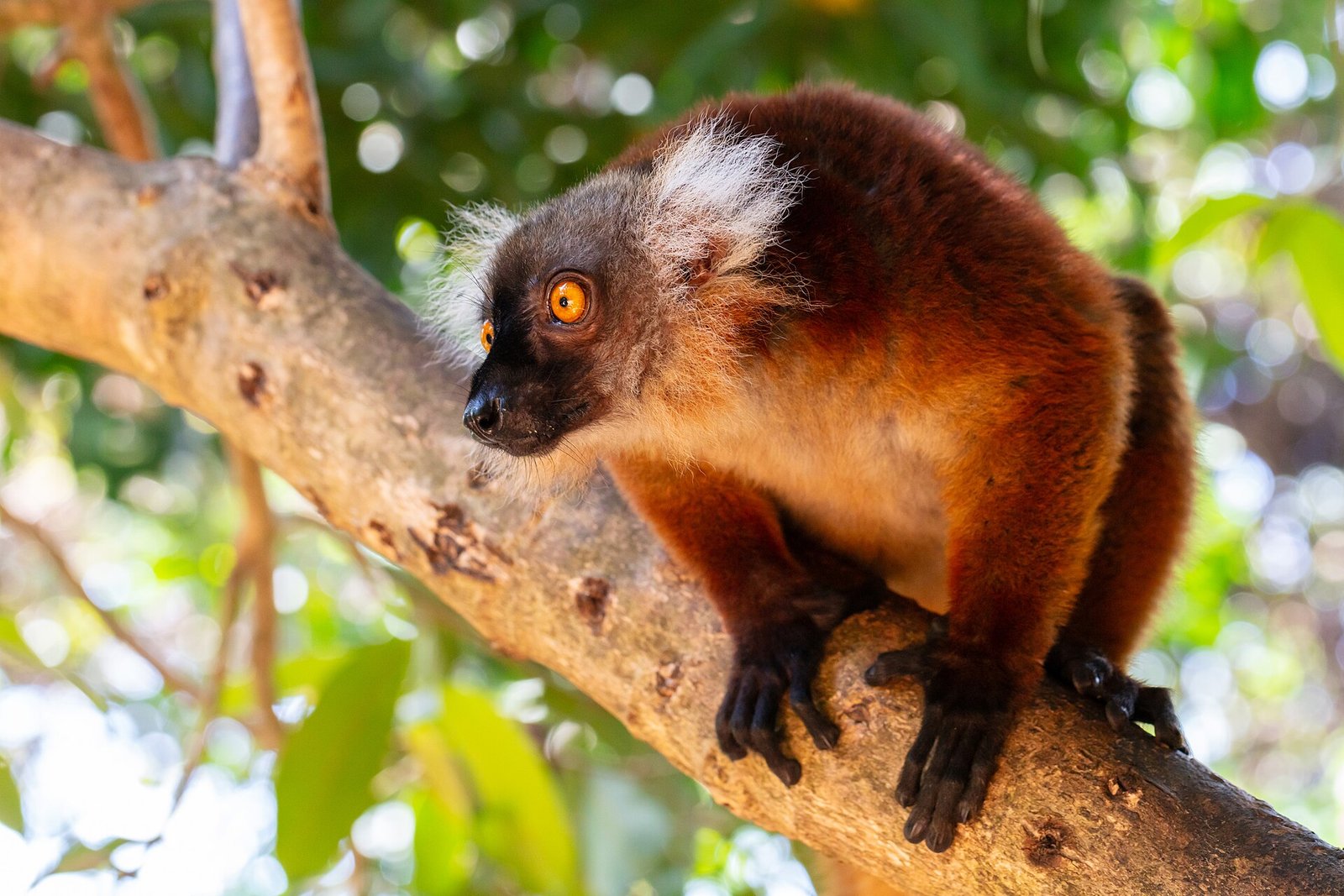 Maki noir (Eulemur macaco) sur une branche à Nosy Komba