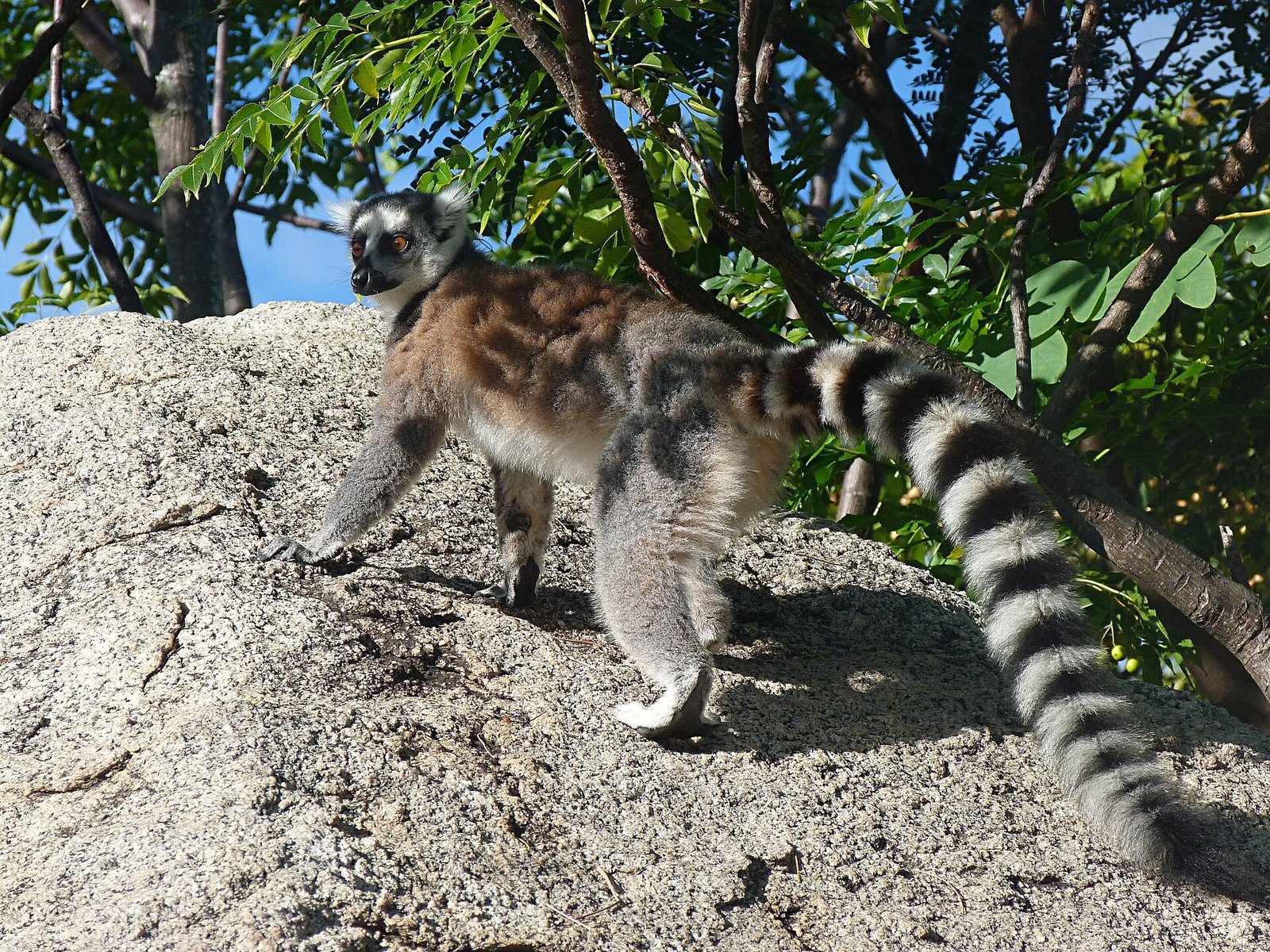 Maki catta à la longue queue annelée dans la réserve d’Anja