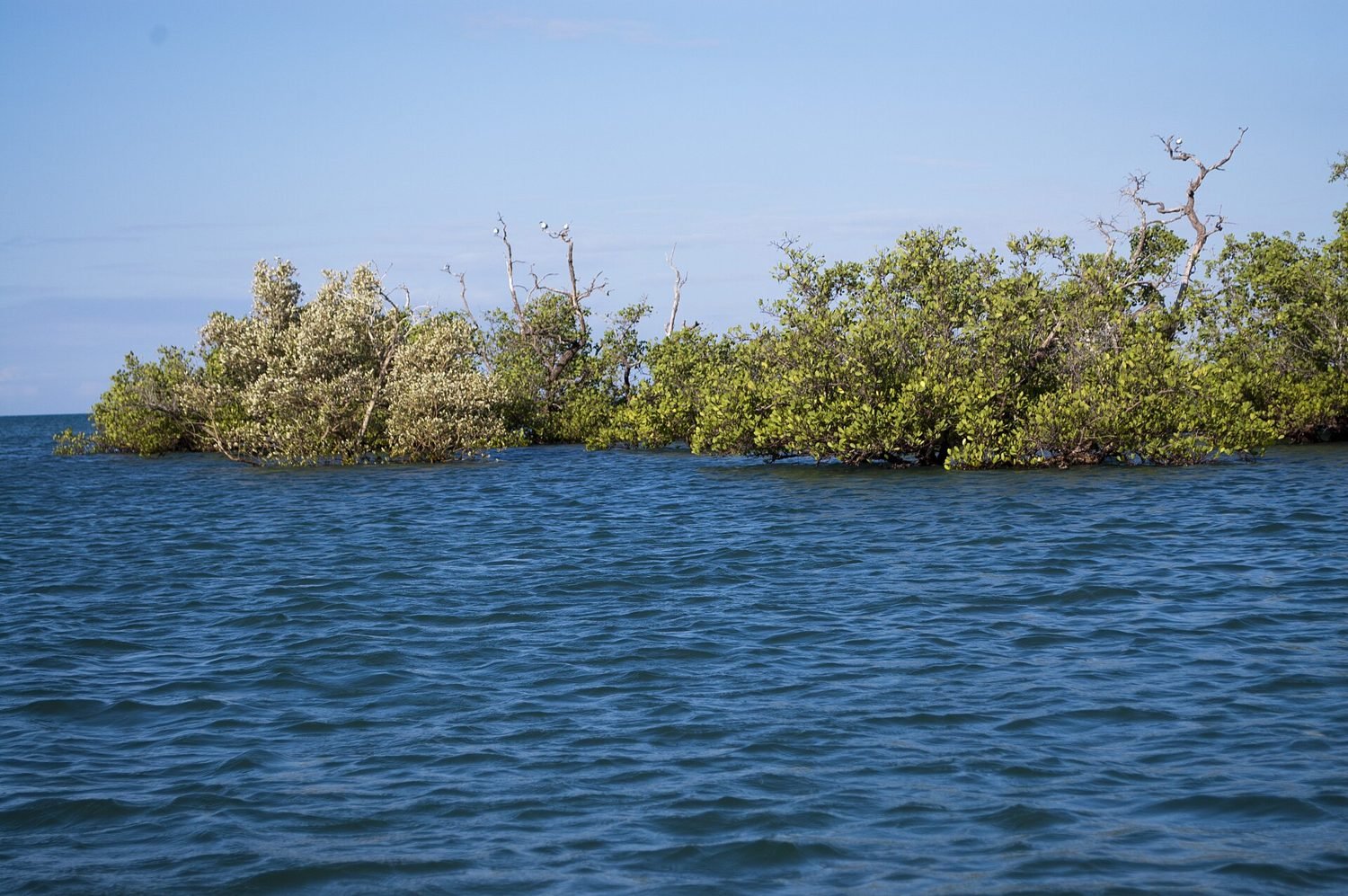 Mangrove près d’Ambatozavavy