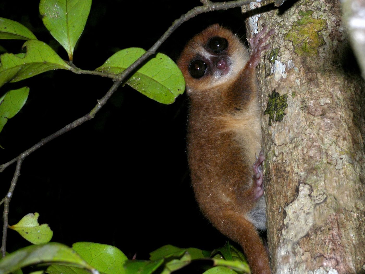 Un microcèbe sur Nosy Mangabe