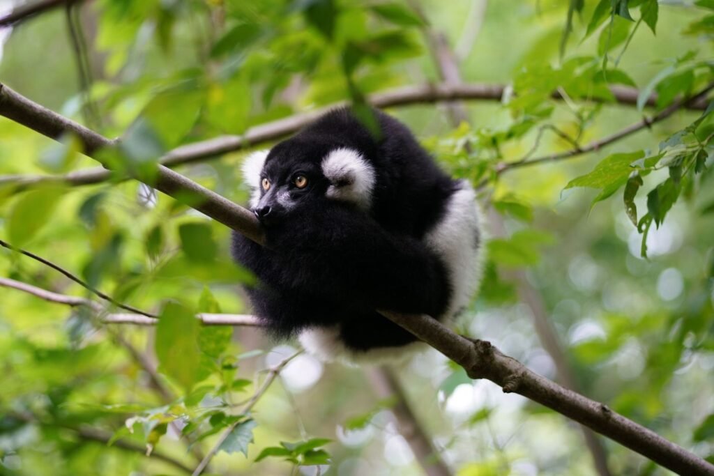 Indri, le plus grand lémurien, dans la forêt d’Andasibe