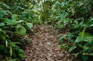 Sentier en forêt à Analamazaotra, Andasibe