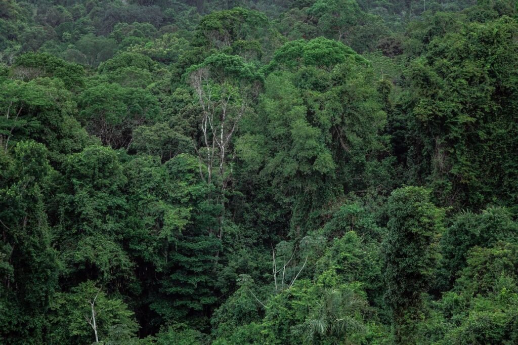 Canopée de la forêt primaire de Mantadia