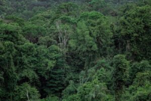 Canopée de la forêt primaire de Mantadia