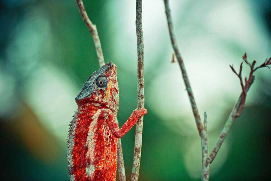 Caméléon coloré observé lors d’une balade à Andasibe