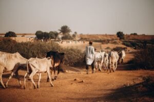 Éleveur et troupeau de zébus dans le pays Bara