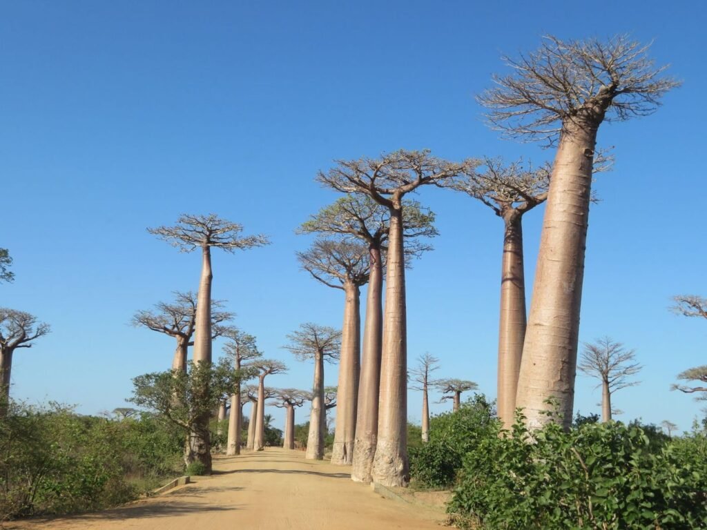 L’Allée des Baobabs près de Morondava