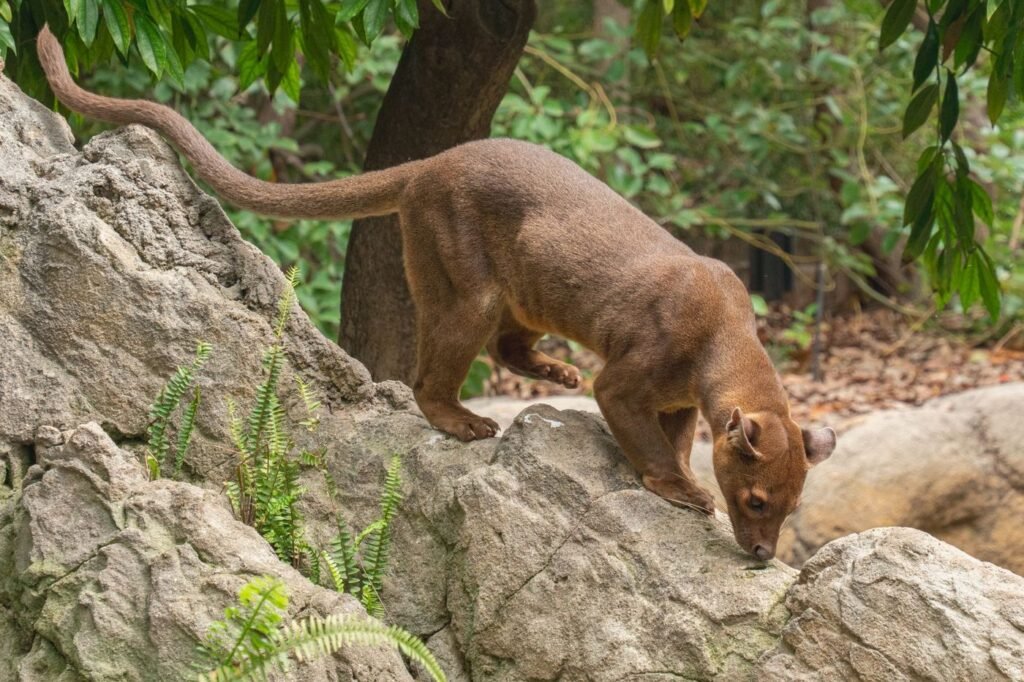 Fossa dans la forêt sèche de Kirindy