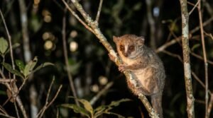 Microcèbe observé de nuit dans la forêt de Kirindy