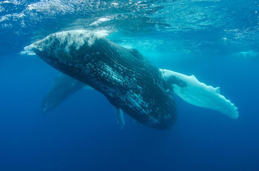 Baleine à bosse nageant sous la surface, au large de Sainte-Marie