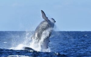 Baleine à bosse sautant hors de l’eau près de Sainte-Marie