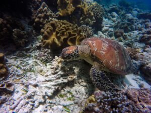 Tortue de mer sur un récif corallien à Sainte-Marie