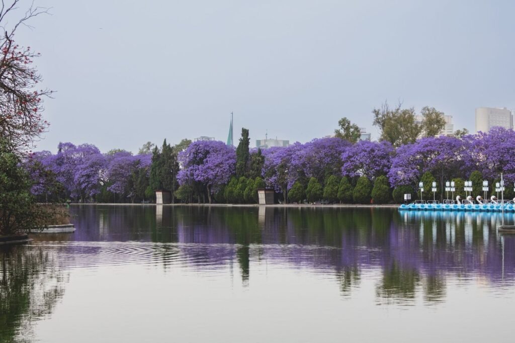 Le lac Anosy et ses jacarandas, à Antananarivo