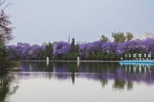 Le lac Anosy et ses jacarandas, à Antananarivo