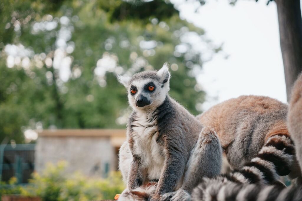 Maki catta à Lemurs’ Park, près d’Antananarivo