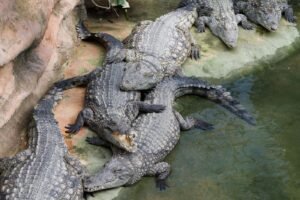 Crocodiles à la Croc Farm, près d’Antananarivo