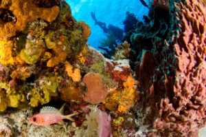 Plongée sur un récif corallien coloré à Nosy Be