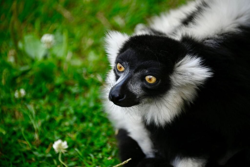 Lémurien vari noir et blanc, comme à Nosy Komba