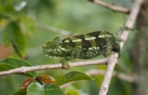 Caméléon dans la forêt de Nosy Be