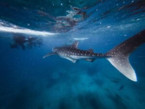 Nage avec un requin-baleine au large de Nosy Be