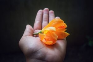 Fleur d’ylang-ylang, culture emblématique de Nosy Be