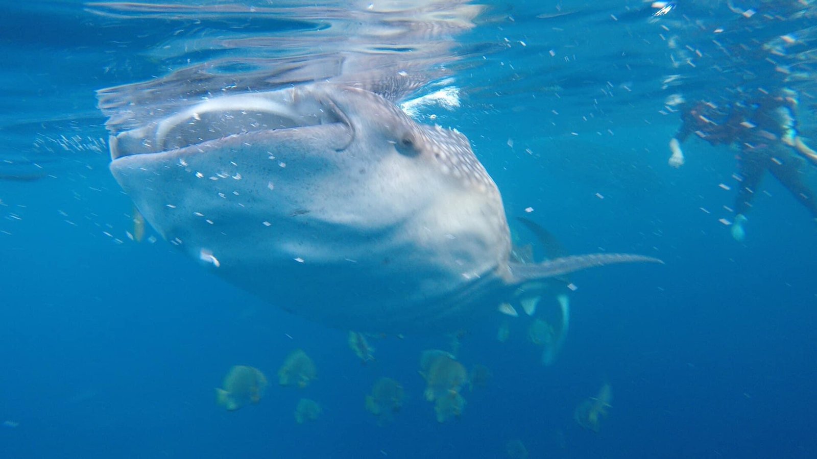 Nager près d’un requin-baleine qui filtre le plancton en surface