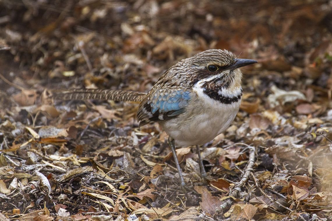 Rollier terrestre à longue queue, oiseau endémique du Sud-Ouest