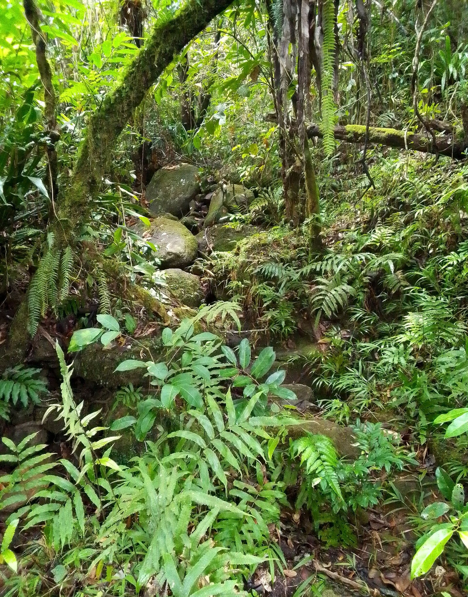 Forêt tropicale luxuriante du parc national de Masoala