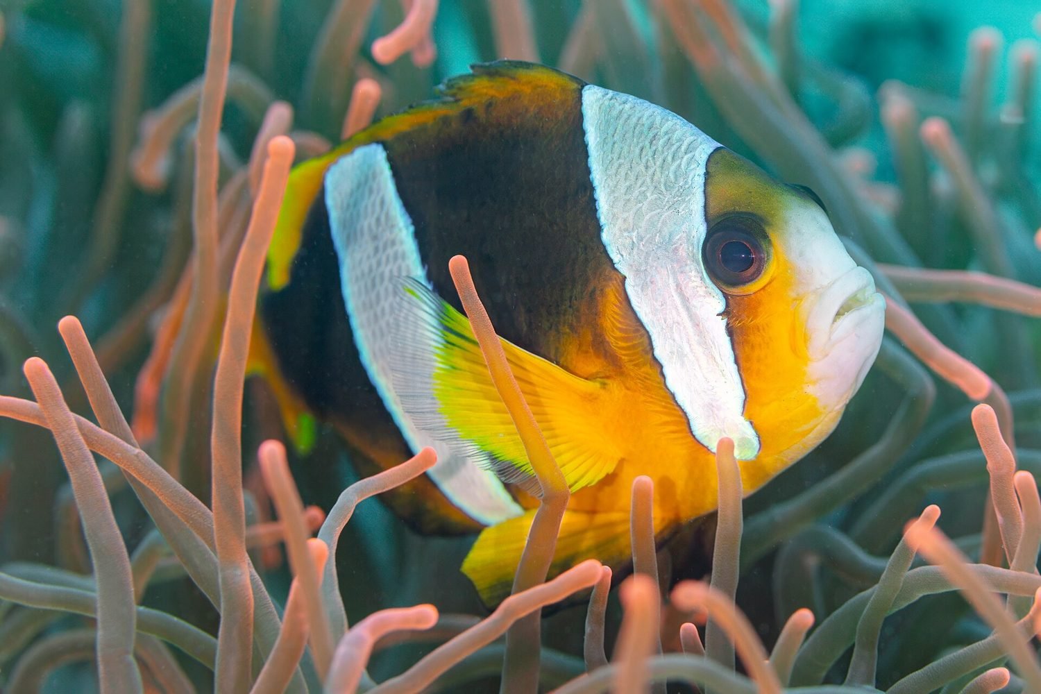 Un poisson-clown à Nosy Sakatia