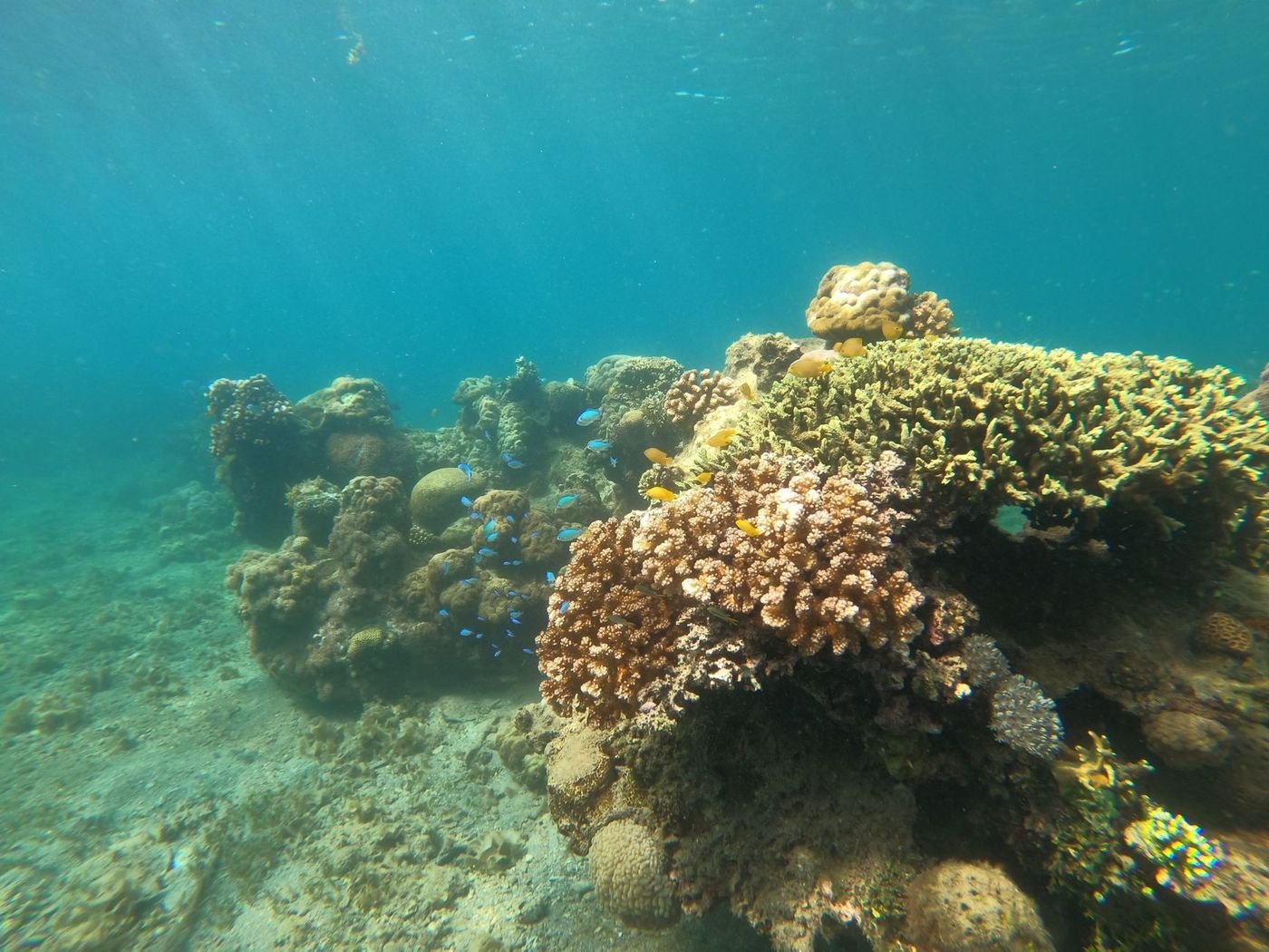 Un récif corallien et ses poissons tropicaux