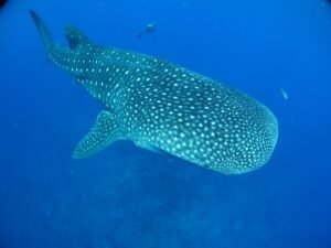 Un requin-baleine, le plus grand poisson du monde, et un plongeur