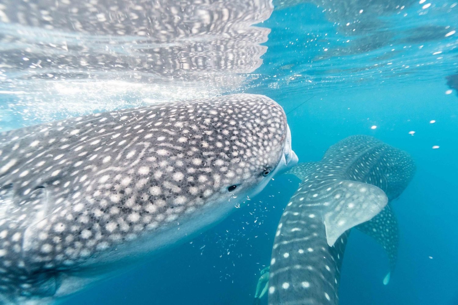 Un requin-baleine près de la surface