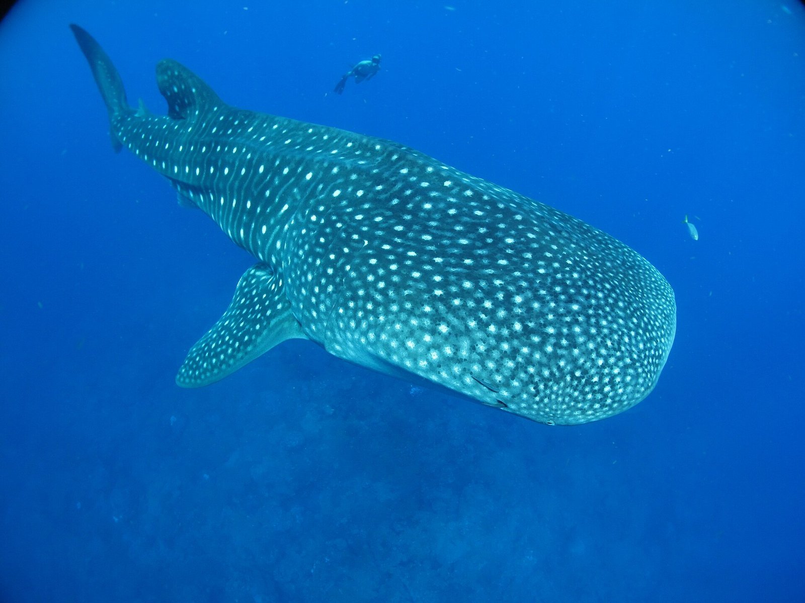 Un requin-baleine, le plus grand poisson du monde, et un plongeur