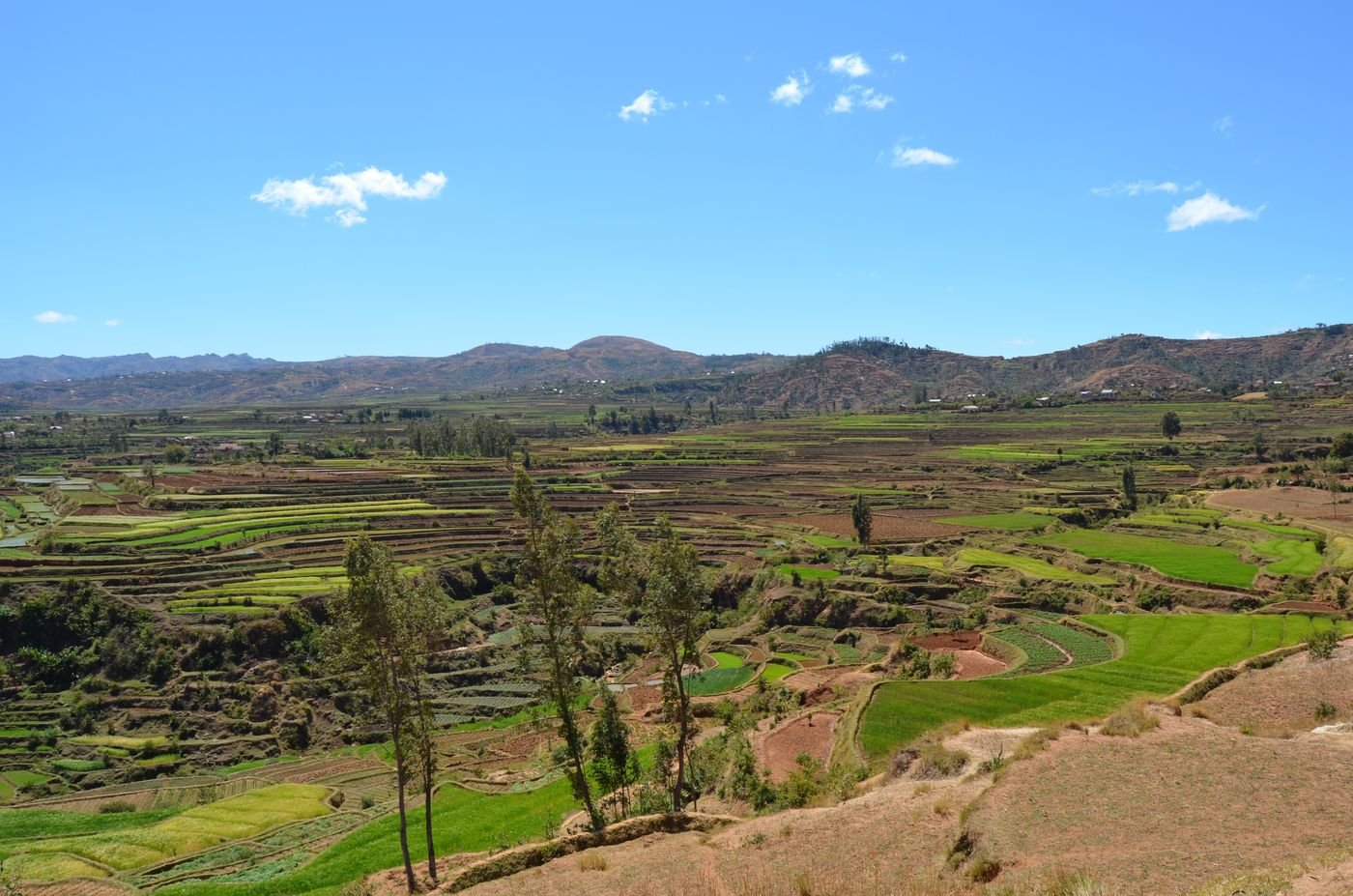 Les rizières de Betafo, à l’ouest d’Antsirabe