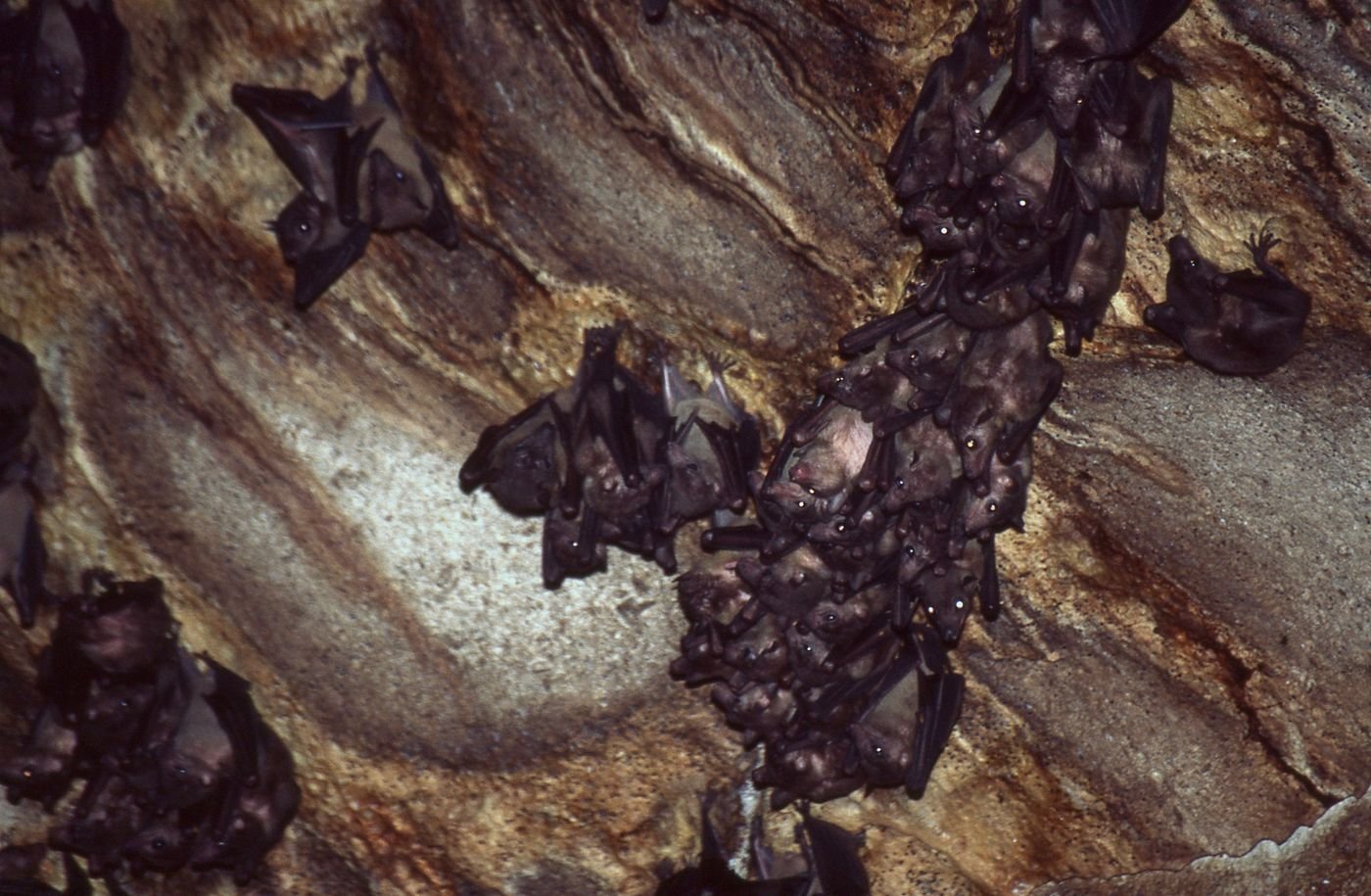 Des roussettes dans une grotte de l’Ankarana
