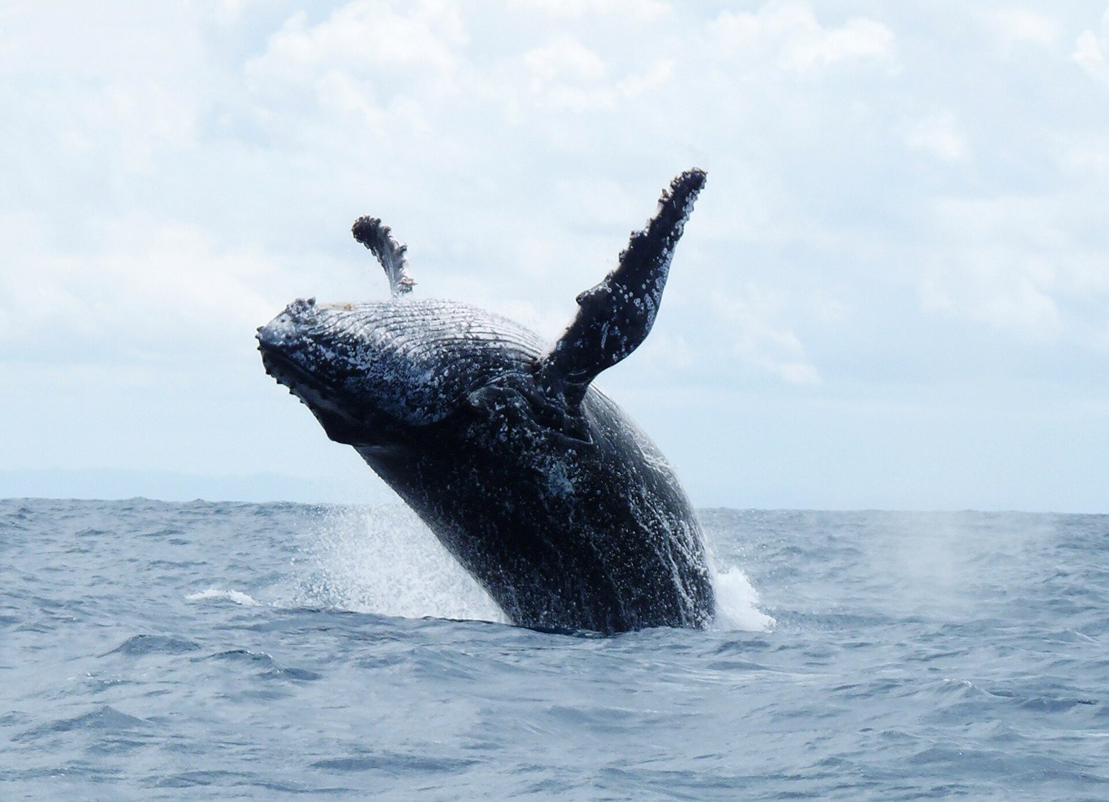 Baleine à bosse au large de Sainte-Marie, de juillet à septembre