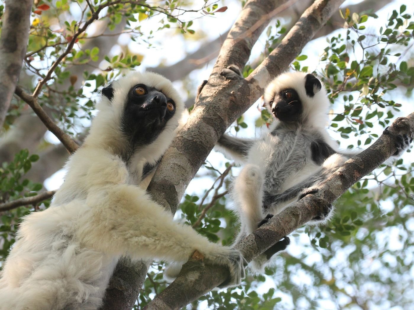 Propithèque de Decken, le sifaka des Tsingy