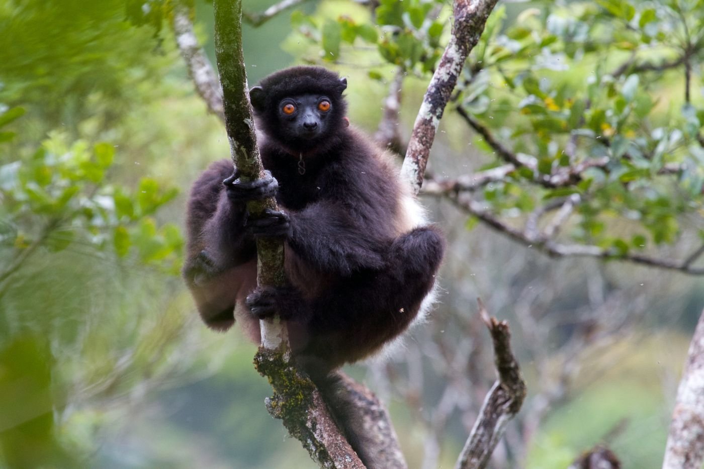 Un sifaka de Milne-Edwards à Ranomafana