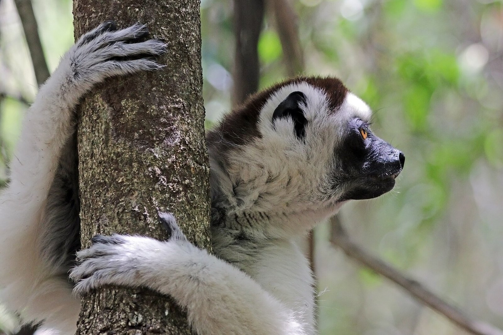 Sifaka de Verreaux accroché à un tronc dans le sud de Madagascar