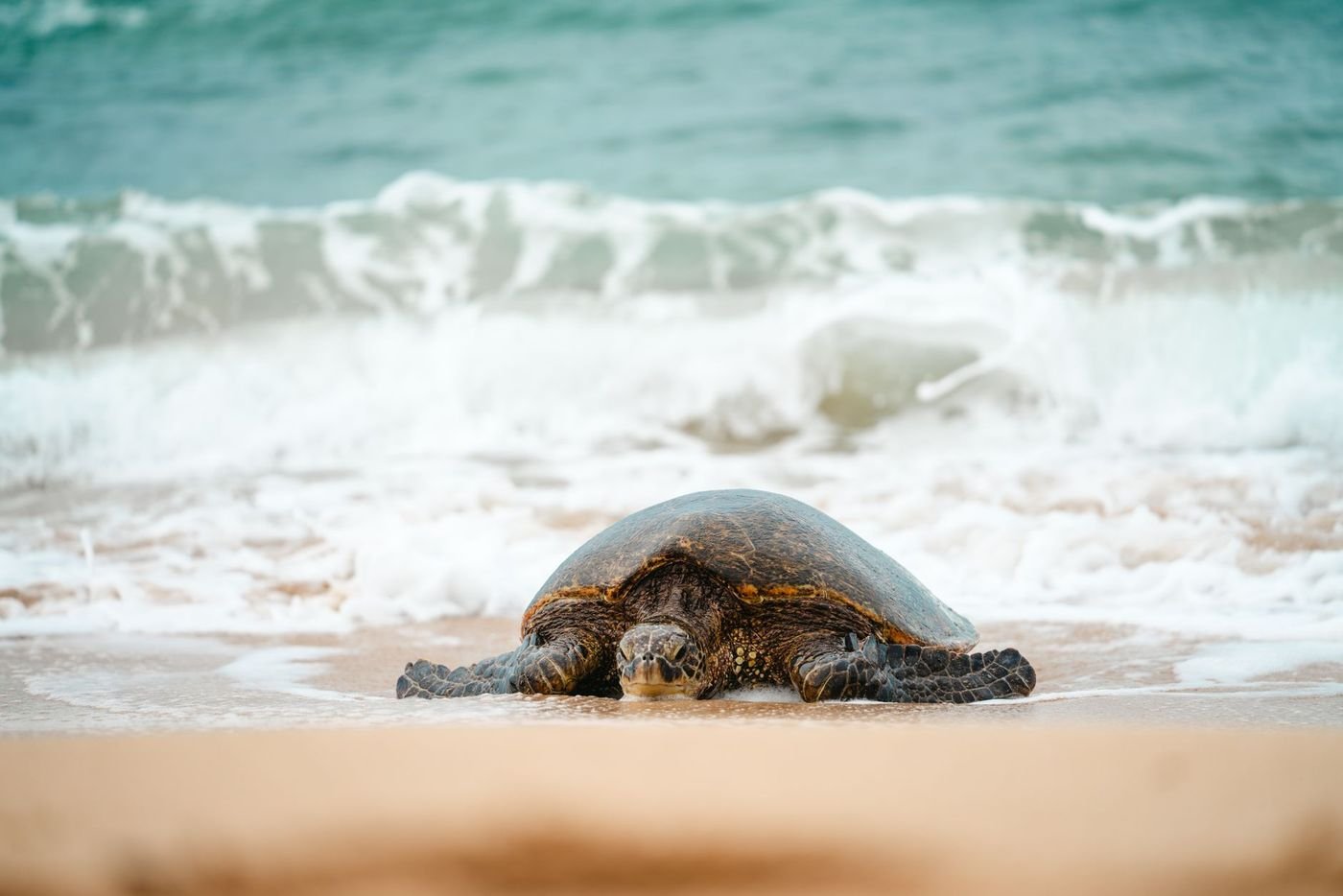 Une tortue verte